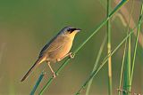 Gray-crowned Yellowthroatborder=